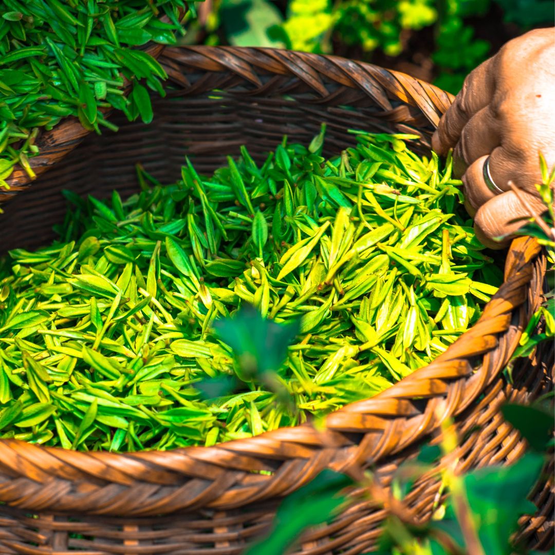 Green Tea: The Ultimate Skincare Ingredient