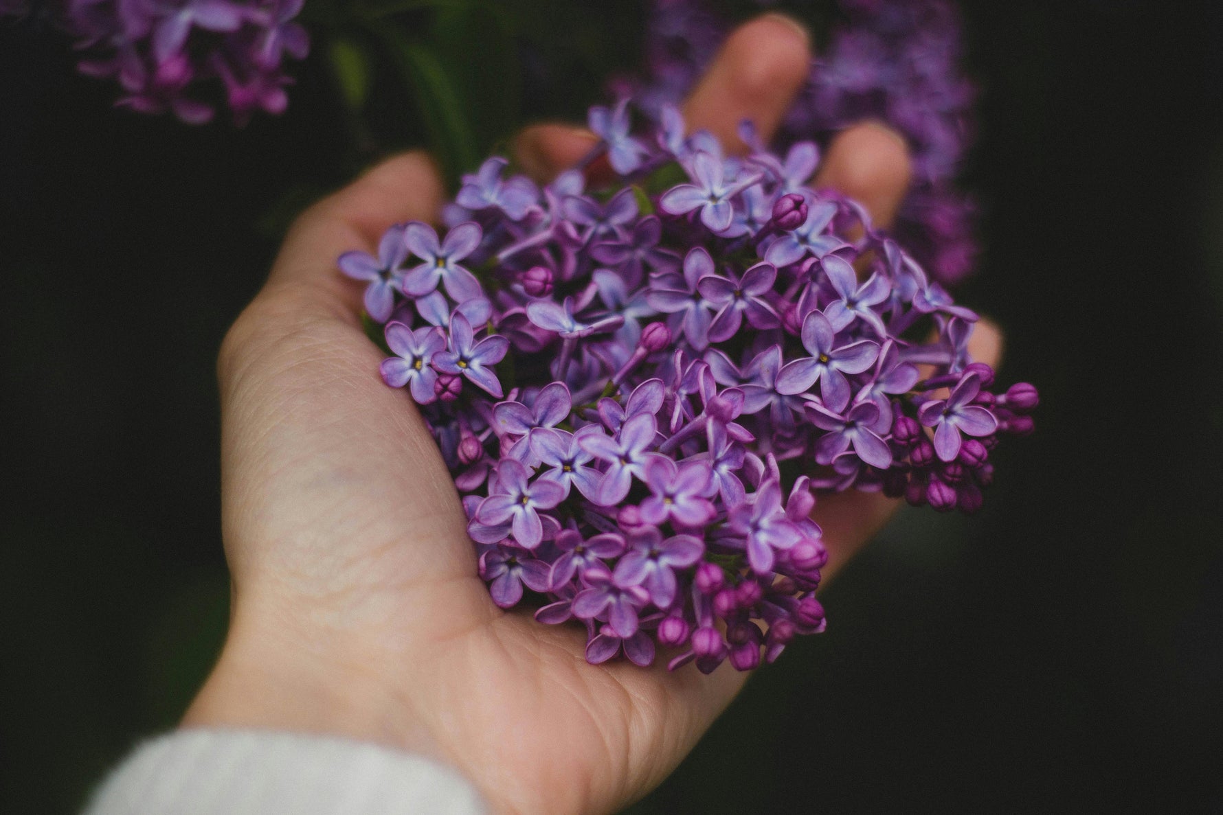 The Power of Plants: Understanding Botanicals in Skincare